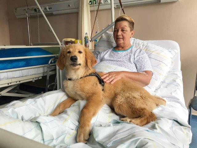 Mladší Bella na lůžku s pacientkou Nemocnice Valašské Meziříčí je aktuálně ve výcviku Mladší Bella na lůžku s pacientkou Nemocnice Valašské Meziříčí je aktuálně ve výcviku